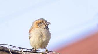 Bird Perch Animal
