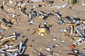 Shells Sand macro