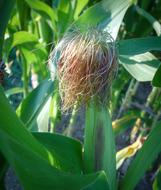 Unripe corn in the field