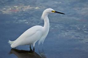 White Bird Water