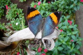Butterfly Papillon Insect in garden