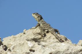 Stellagama Stellio Cypriaca Lizard