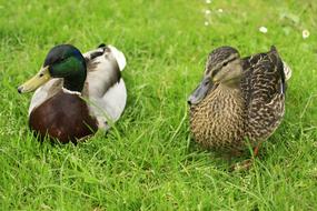 Wild ducks at rest in the grass
