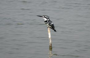 small bird by the water