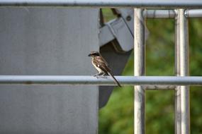 Animal Bird Wild Birds