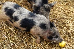 Pig Spotted Economic