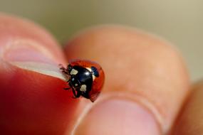 Insect Beetle Ladybug on finger