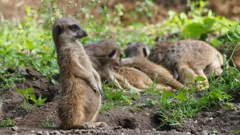 Meerkat Zoo Animal
