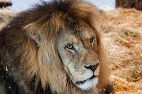 Lion Predator Big Cat portrait
