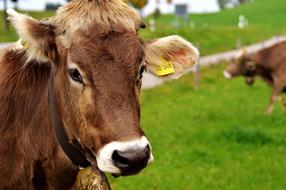 Cow Allgäu Cows