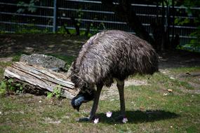 Emu Bird Animal