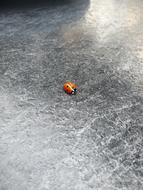 Bug Ladybug Insect