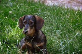 Animal Dog Dachshund Wirehaired