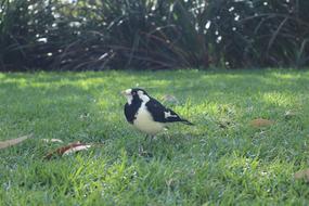 Magpie Bird Animal
