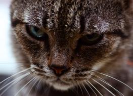 Cat Animal Mammal