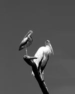 Ibis Bird Wood Stork Avian