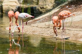 Greater Flamingo Bird Pink