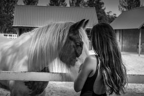 Horse Country Animal