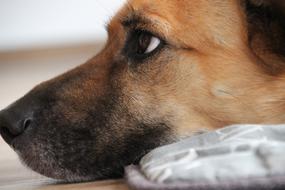 Dog Mix Face