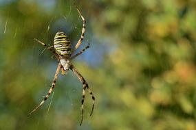 Spider Wasp Cobweb