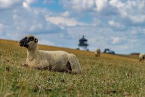 a sheep lies on the grass