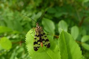 Insect Nature Macro Close