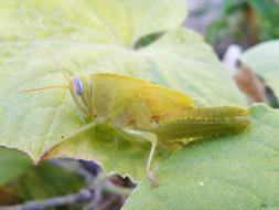 Grasshopper Lobster Grillo Verde