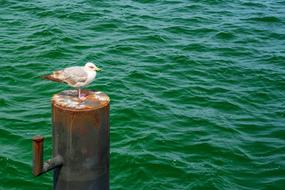 Seagull Sea Baltic