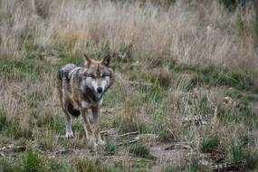 Wolf Predator Animal