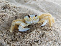 Beach Crab Sea
