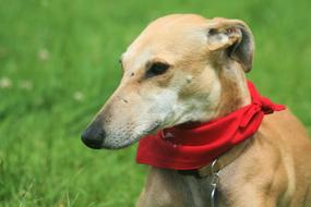 Galgos Dog