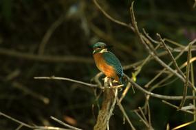 Bird Kingfisher Nature