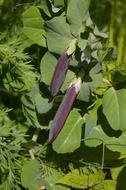 violet vegetables blooming