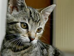 Cat Kitten Young