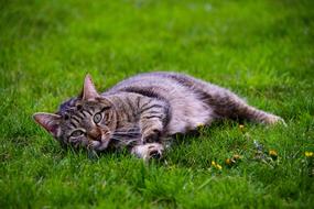 Cat Relaxation Cute