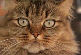 angry funny cat