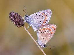 Kelebek Butterfly Macro