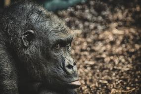 Gorilla Monkey Animal
