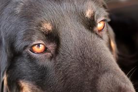 Hovawart Dog Eyes
