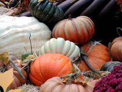 ripe pumpkin in the grass dry