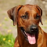 Rhodesian Ridgeback Dog Fur