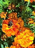 orange g
