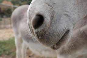 Mouth Animal Portrait