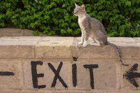 Cats Animals Pet
