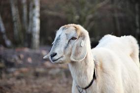 Sheep Cameroon Animal