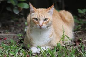 Cat Portrait Feline
