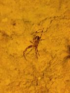 a spider in brown sand