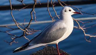 Seagull Bird Animal