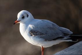 Seagull Bird Animal