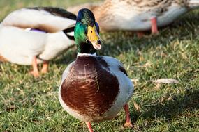 funny duck running